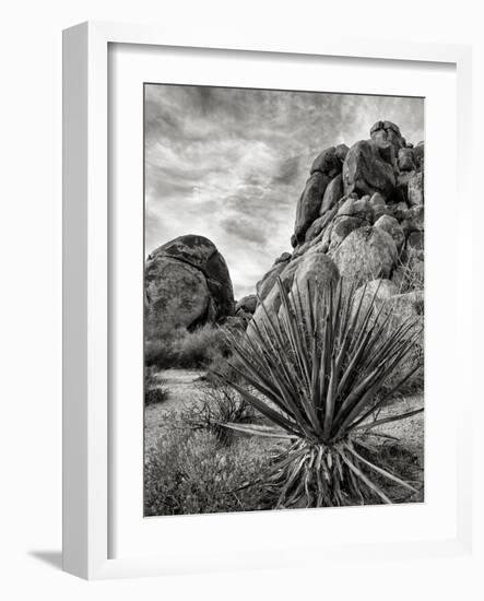 USA, California, Joshua Tree National Park, Mojave Yucca Plant-Ann Collins-Framed Photographic Print