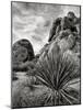 USA, California, Joshua Tree National Park, Mojave Yucca Plant-Ann Collins-Mounted Photographic Print