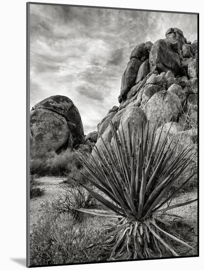 USA, California, Joshua Tree National Park, Mojave Yucca Plant-Ann Collins-Mounted Photographic Print