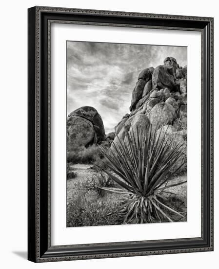 USA, California, Joshua Tree National Park, Mojave Yucca Plant-Ann Collins-Framed Photographic Print