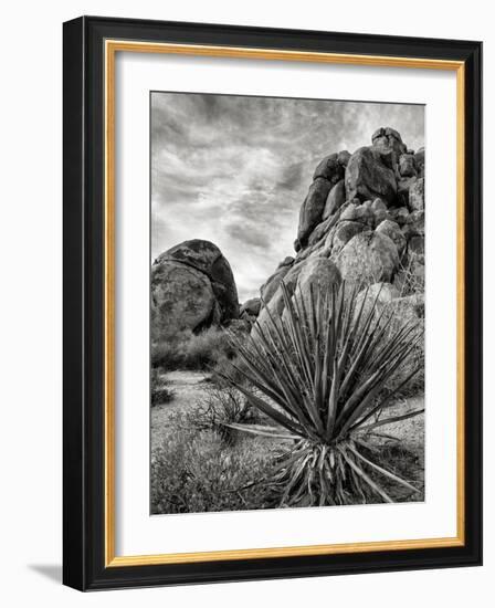 USA, California, Joshua Tree National Park, Mojave Yucca Plant-Ann Collins-Framed Photographic Print