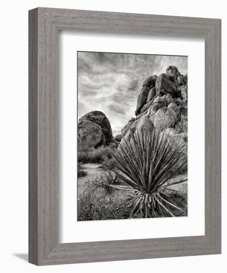 USA, California, Joshua Tree National Park, Mojave Yucca Plant-Ann Collins-Framed Photographic Print