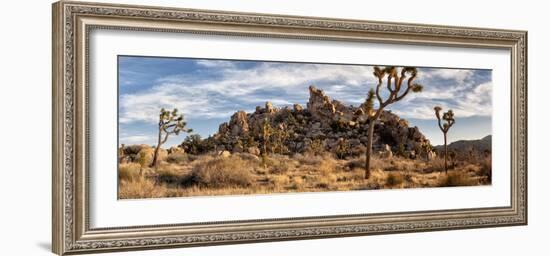 USA, California, Joshua Tree National Park, Panoramic View of Joshua Trees in the Mojave Desert-Ann Collins-Framed Photographic Print