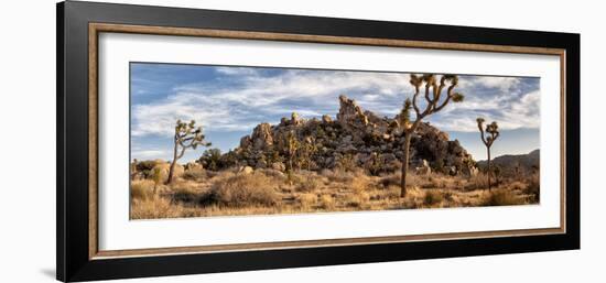 USA, California, Joshua Tree National Park, Panoramic View of Joshua Trees in the Mojave Desert-Ann Collins-Framed Photographic Print