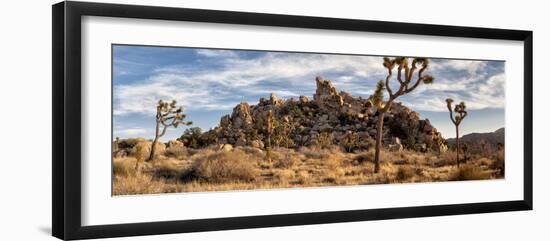 USA, California, Joshua Tree National Park, Panoramic View of Joshua Trees in the Mojave Desert-Ann Collins-Framed Photographic Print