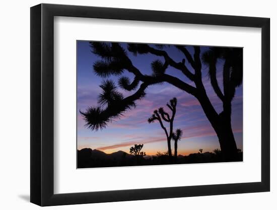 Usa, California, Joshua Tree National Park. Silhouettes of Joshua trees at sunset.-Merrill Images-Framed Photographic Print