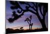 Usa, California, Joshua Tree National Park. Silhouettes of Joshua trees at sunset.-Merrill Images-Mounted Photographic Print