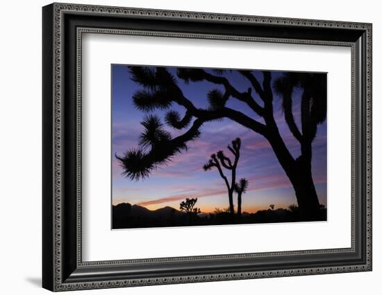 Usa, California, Joshua Tree National Park. Silhouettes of Joshua trees at sunset.-Merrill Images-Framed Photographic Print