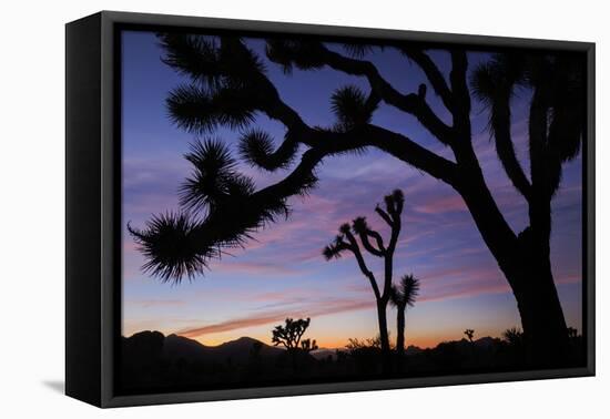 Usa, California, Joshua Tree National Park. Silhouettes of Joshua trees at sunset.-Merrill Images-Framed Premier Image Canvas