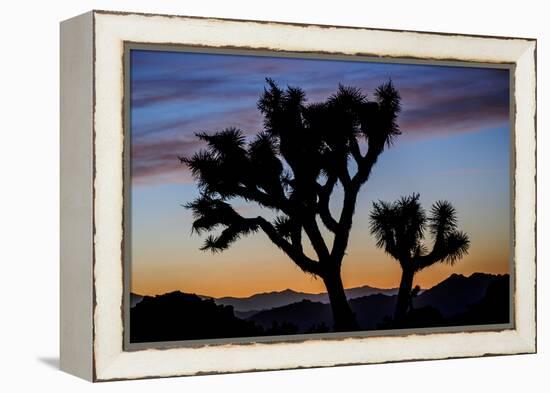 Usa, California, Joshua Tree National Park. Silhouettes of Joshua trees at sunset.-Merrill Images-Framed Premier Image Canvas