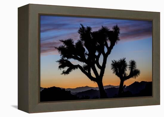 Usa, California, Joshua Tree National Park. Silhouettes of Joshua trees at sunset.-Merrill Images-Framed Premier Image Canvas