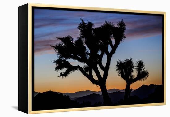 Usa, California, Joshua Tree National Park. Silhouettes of Joshua trees at sunset.-Merrill Images-Framed Premier Image Canvas