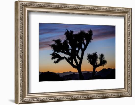 Usa, California, Joshua Tree National Park. Silhouettes of Joshua trees at sunset.-Merrill Images-Framed Photographic Print