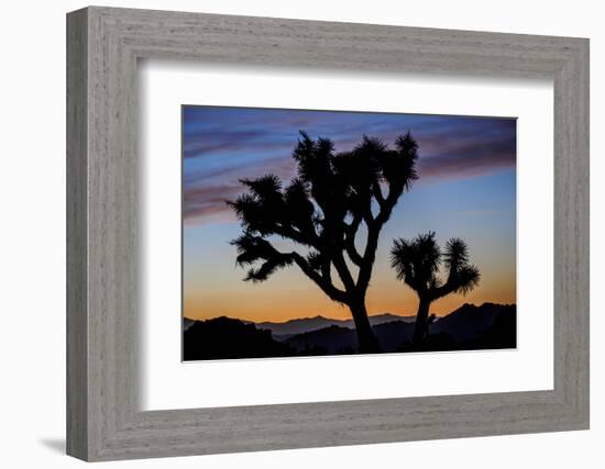 Usa, California, Joshua Tree National Park. Silhouettes of Joshua trees at sunset.-Merrill Images-Framed Photographic Print