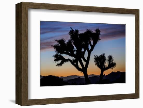 Usa, California, Joshua Tree National Park. Silhouettes of Joshua trees at sunset.-Merrill Images-Framed Photographic Print