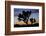 Usa, California, Joshua Tree National Park. Silhouettes of Joshua trees at sunset.-Merrill Images-Framed Photographic Print