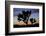 Usa, California, Joshua Tree National Park. Silhouettes of Joshua trees at sunset.-Merrill Images-Framed Photographic Print