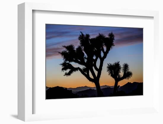 Usa, California, Joshua Tree National Park. Silhouettes of Joshua trees at sunset.-Merrill Images-Framed Photographic Print