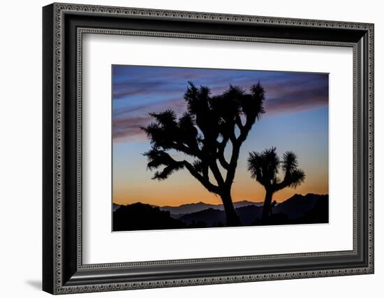 Usa, California, Joshua Tree National Park. Silhouettes of Joshua trees at sunset.-Merrill Images-Framed Photographic Print