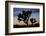 Usa, California, Joshua Tree National Park. Silhouettes of Joshua trees at sunset.-Merrill Images-Framed Photographic Print