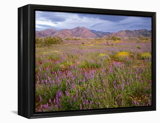 USA, California, Joshua Tree National Park, Spring Bloom of Arizona Lupine-John Barger-Framed Premier Image Canvas