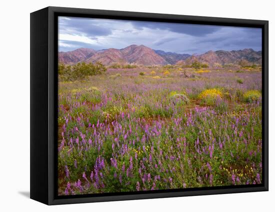 USA, California, Joshua Tree National Park, Spring Bloom of Arizona Lupine-John Barger-Framed Premier Image Canvas