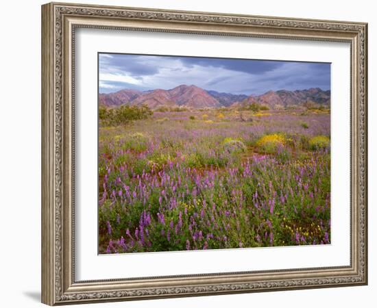 USA, California, Joshua Tree National Park, Spring Bloom of Arizona Lupine-John Barger-Framed Photographic Print