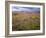 USA, California, Joshua Tree National Park, Spring Bloom of Arizona Lupine-John Barger-Framed Photographic Print