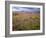 USA, California, Joshua Tree National Park, Spring Bloom of Arizona Lupine-John Barger-Framed Photographic Print