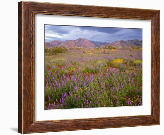 USA, California, Joshua Tree National Park, Spring Bloom of Arizona Lupine-John Barger-Framed Photographic Print