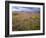 USA, California, Joshua Tree National Park, Spring Bloom of Arizona Lupine-John Barger-Framed Photographic Print