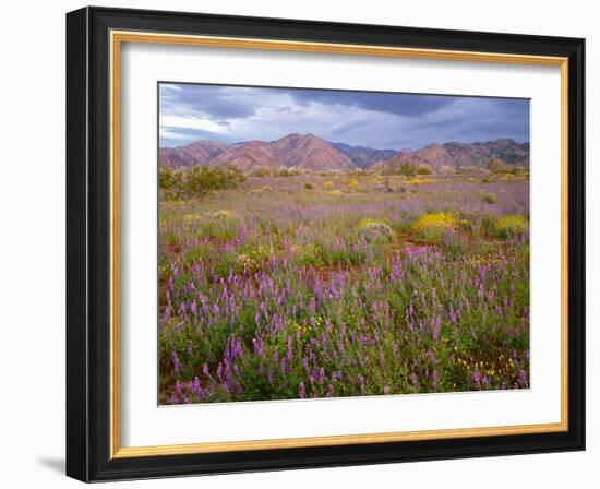 USA, California, Joshua Tree National Park, Spring Bloom of Arizona Lupine-John Barger-Framed Photographic Print