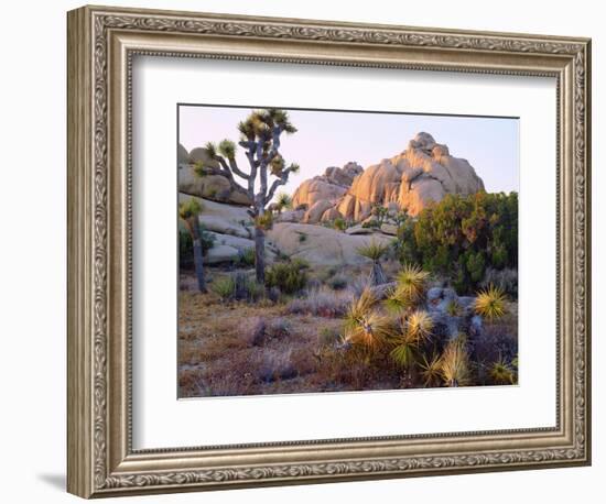 USA, California, Joshua Tree National Park-Jaynes Gallery-Framed Photographic Print