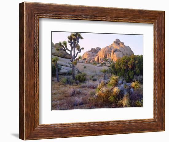 USA, California, Joshua Tree National Park-Jaynes Gallery-Framed Photographic Print