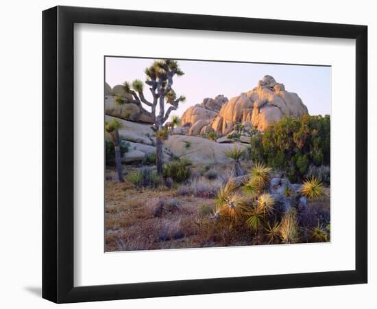 USA, California, Joshua Tree National Park-Jaynes Gallery-Framed Photographic Print