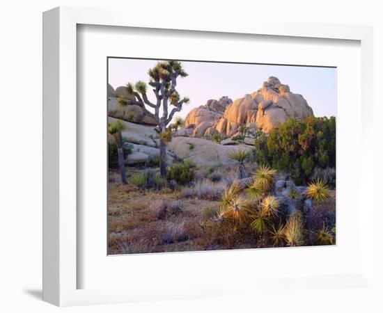 USA, California, Joshua Tree National Park-Jaynes Gallery-Framed Photographic Print