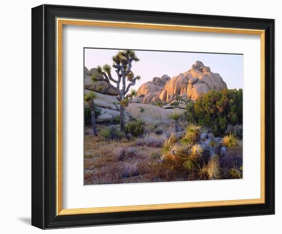 USA, California, Joshua Tree National Park-Jaynes Gallery-Framed Photographic Print