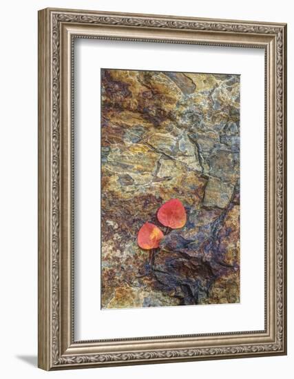 USA, California, June Lake. Aspen Leaves on Rocky Ledge-Jean Carter-Framed Photographic Print