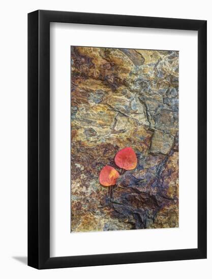 USA, California, June Lake. Aspen Leaves on Rocky Ledge-Jean Carter-Framed Photographic Print
