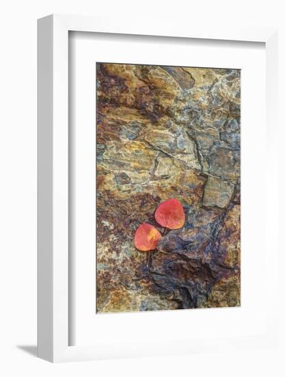 USA, California, June Lake. Aspen Leaves on Rocky Ledge-Jean Carter-Framed Photographic Print