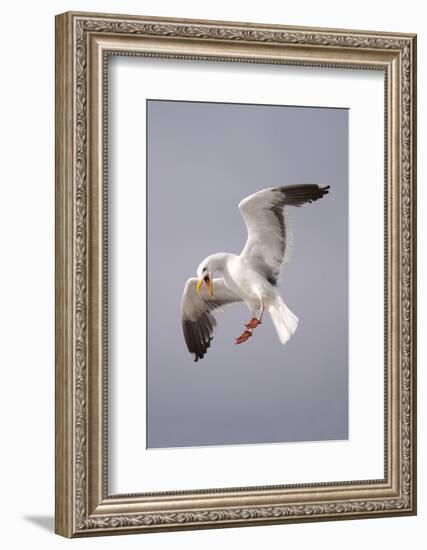 USA, California, La Jolla. a Seagull Flying over the Pacific Coast-Jaynes Gallery-Framed Photographic Print