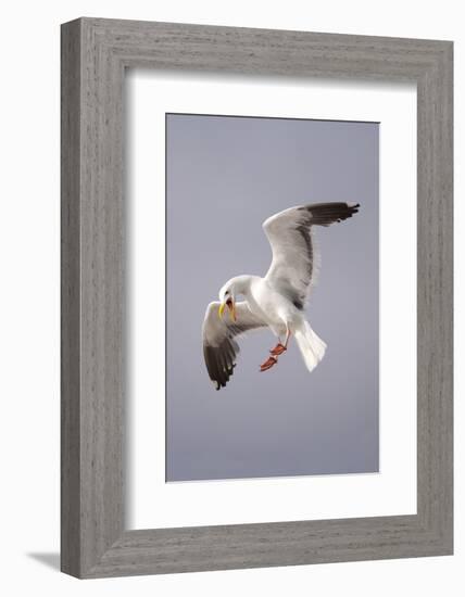 USA, California, La Jolla. a Seagull Flying over the Pacific Coast-Jaynes Gallery-Framed Photographic Print