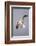 USA, California, La Jolla. a Seagull Flying over the Pacific Coast-Jaynes Gallery-Framed Photographic Print