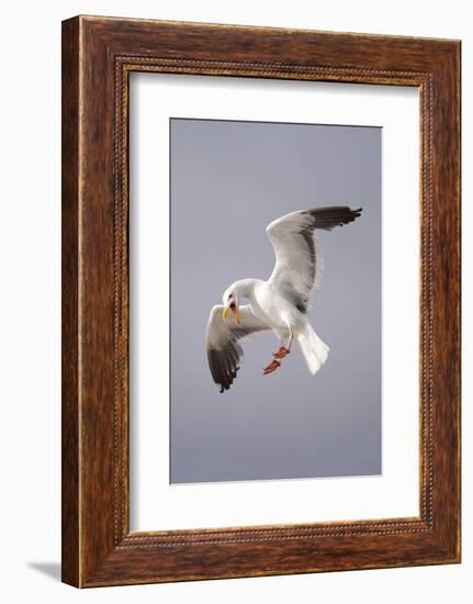 USA, California, La Jolla. a Seagull Flying over the Pacific Coast-Jaynes Gallery-Framed Photographic Print