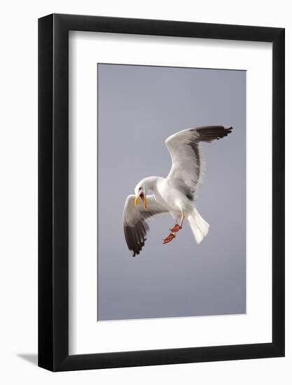 USA, California, La Jolla. a Seagull Flying over the Pacific Coast-Jaynes Gallery-Framed Photographic Print