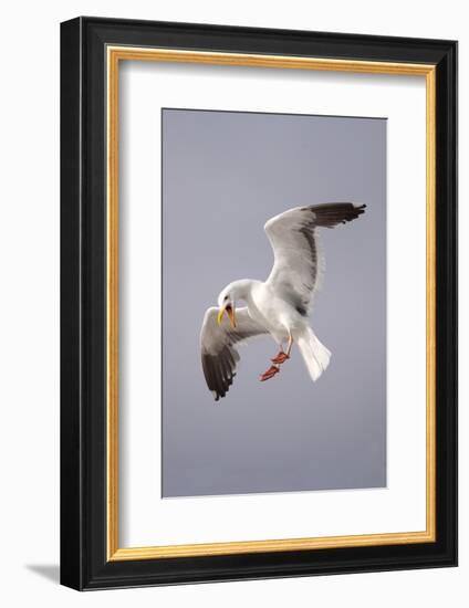 USA, California, La Jolla. a Seagull Flying over the Pacific Coast-Jaynes Gallery-Framed Photographic Print