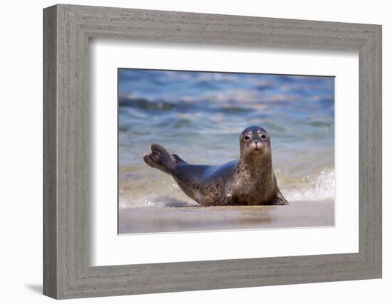 USA, California, La Jolla. a Seal on a Beach Along the Pacific Coast-Jaynes Gallery-Framed Photographic Print