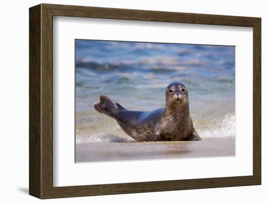 USA, California, La Jolla. a Seal on a Beach Along the Pacific Coast-Jaynes Gallery-Framed Photographic Print