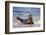 USA, California, La Jolla. a Seal on a Beach Along the Pacific Coast-Jaynes Gallery-Framed Photographic Print