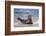 USA, California, La Jolla. a Seal on a Beach Along the Pacific Coast-Jaynes Gallery-Framed Photographic Print